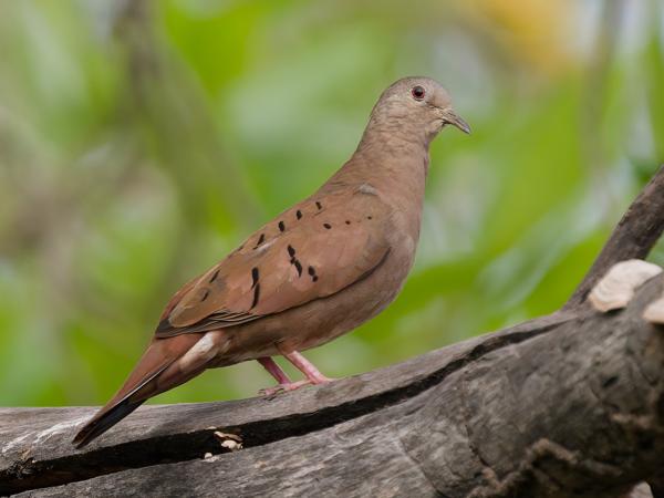 Steenduif (Columbina talpacoti)